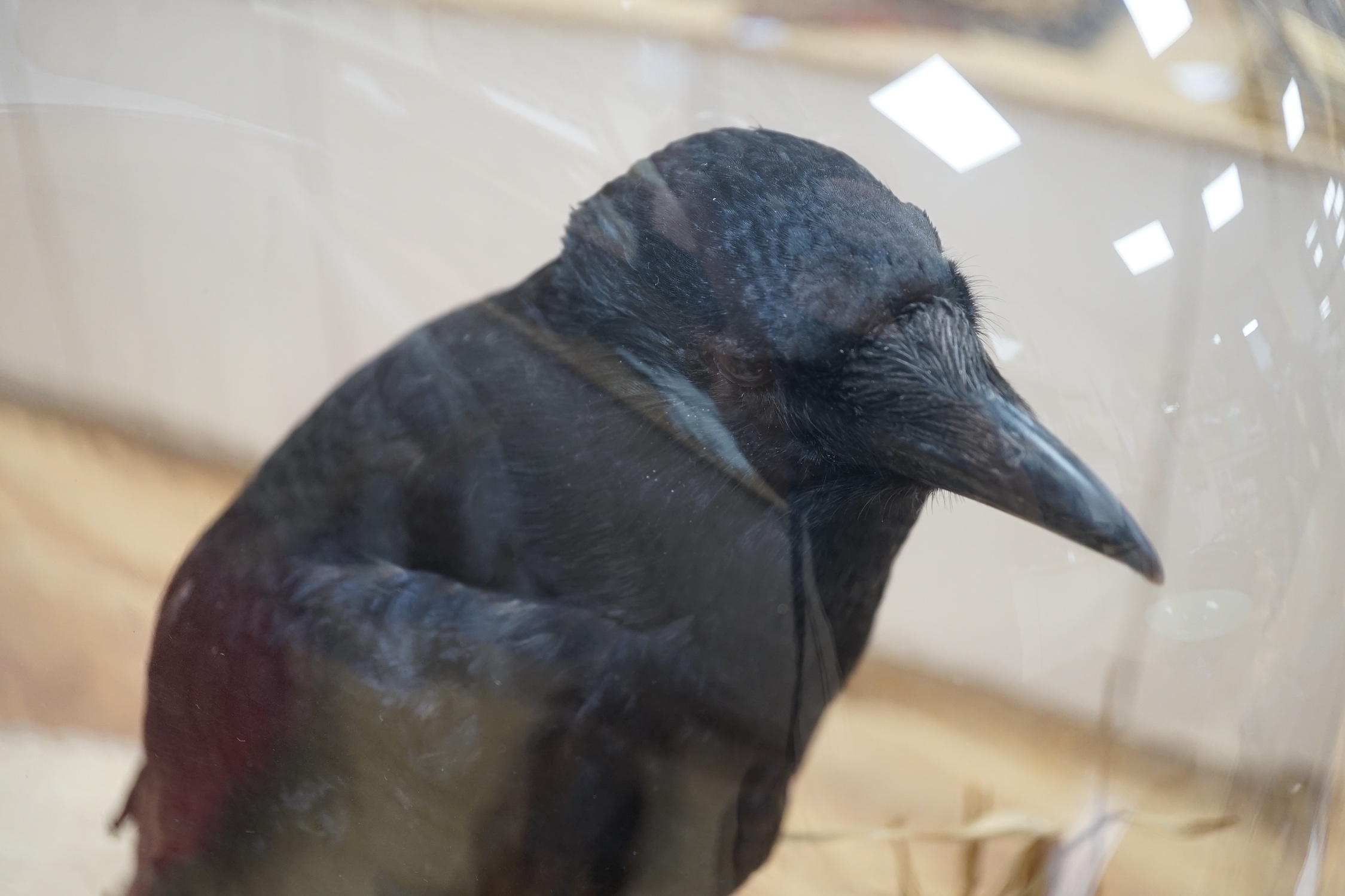 A taxidermy crow, beneath glass dome, 52cm high